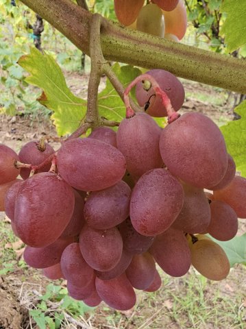 2024 vignoble