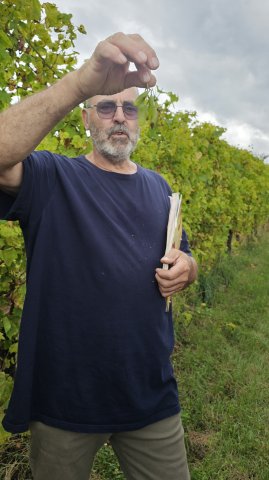 2024 vignoble