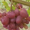 2024 vignoble