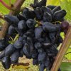 2024 vignoble