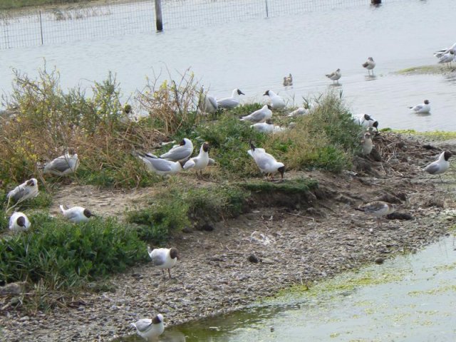 2019 Baie de Somme